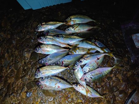 アジング、エギング