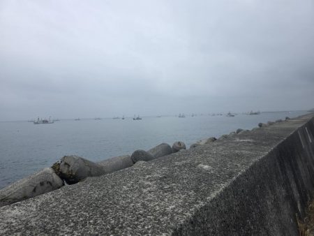 夜明けからずっとサゴシ