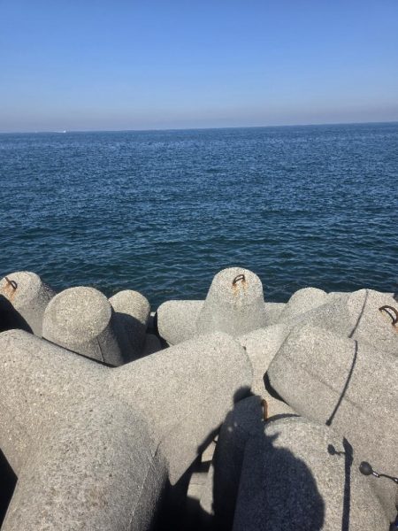 サゴシ　ツバス