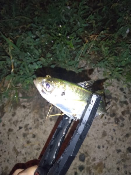 チョリース！！