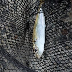 エギングとフロートリグ