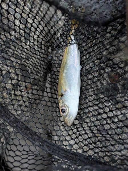 エギングとフロートリグ