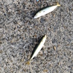 湾奥には青物回遊しません