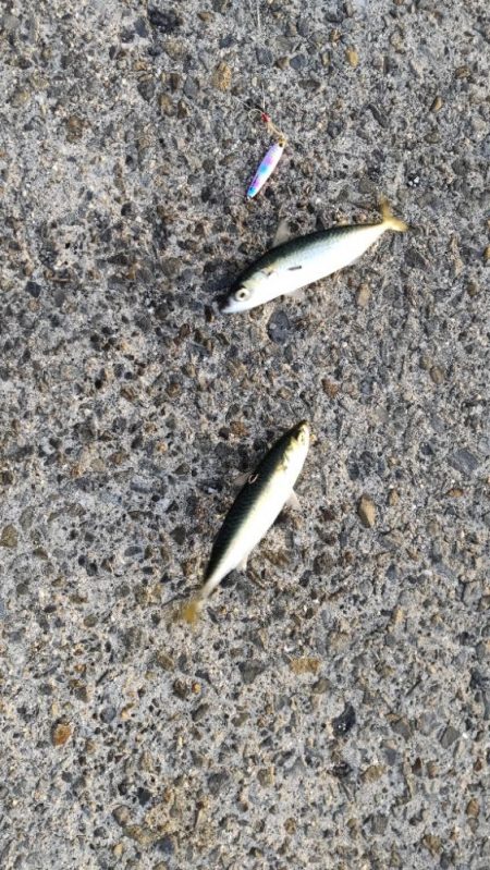 湾奥には青物回遊しません