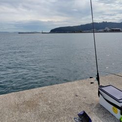 泳がせでヒラメ