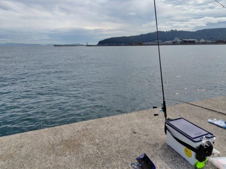 泳がせでヒラメ