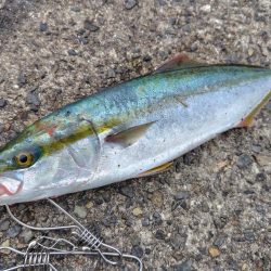 ショアジギング