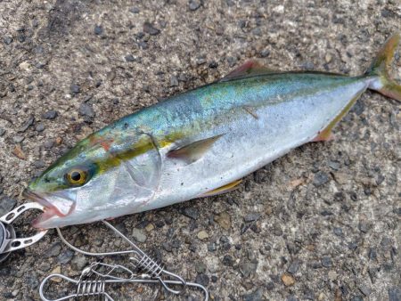 ショアジギング