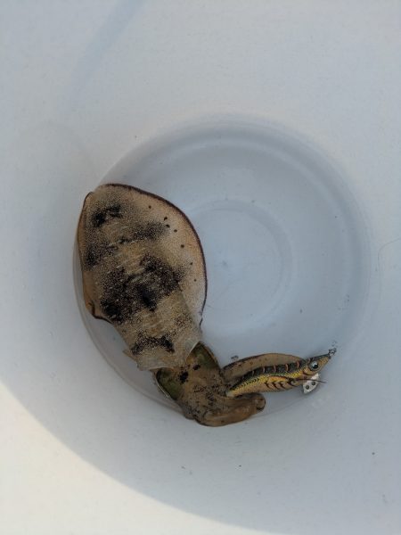 ボートエギング