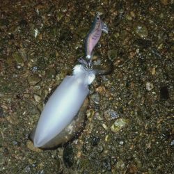 良型どこですかぁ〜?