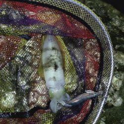 やっぱり軍艦強いよ!