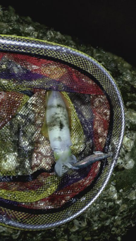 やっぱり軍艦強いよ!