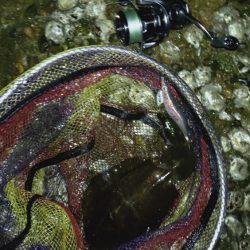 雨が降ってもエギング!