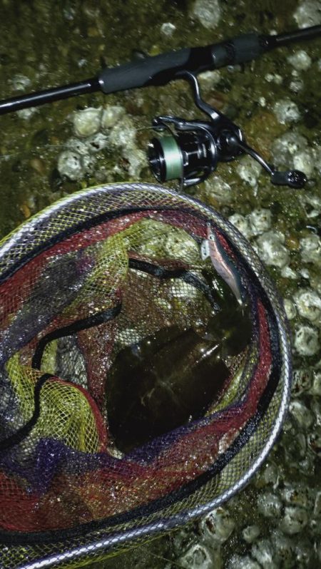 雨が降ってもエギング!