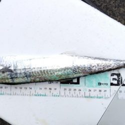 サゴシ活性高し。