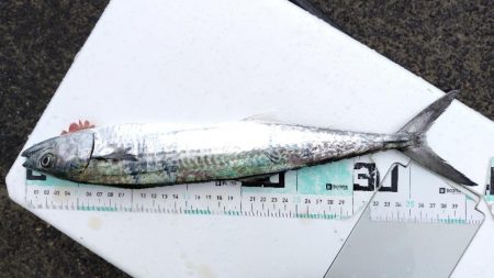 サゴシ活性高し。