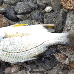 数だけは伸びた。