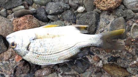 数だけは伸びた。