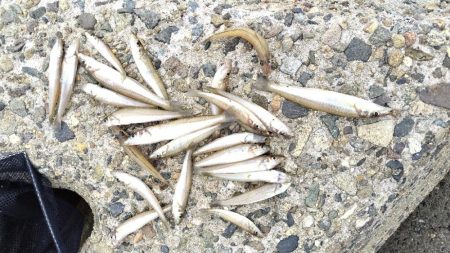 サイズが・・・