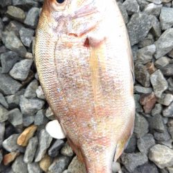 アジはいません