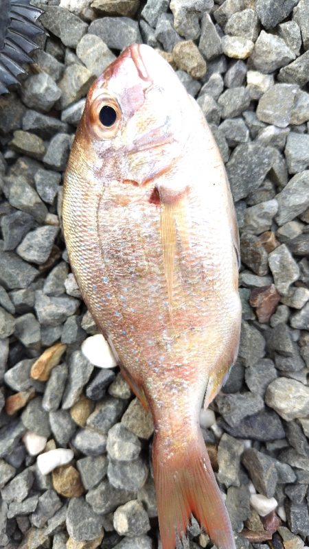 アジはいません