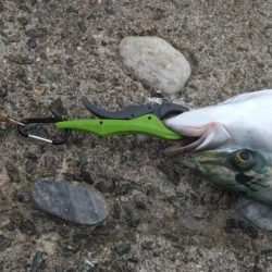 久々にまあまあの青物に出会いました♪