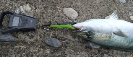 久々にまあまあの青物に出会いました♪