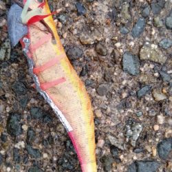 エギングでの初アオリGET🦑