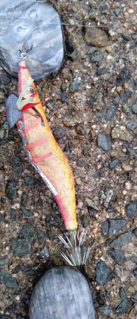 エギングでの初アオリGET🦑