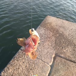 小松島ライトゲーム午前の部