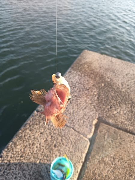 小松島ライトゲーム午前の部