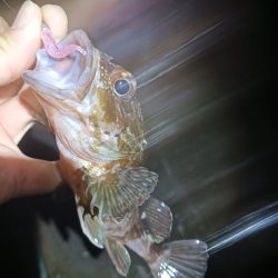 タケメバとガシラ