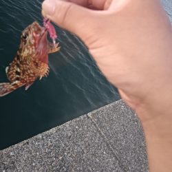 ランガン大移動失敗😣