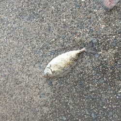 二回目のサビキでようやく初めて魚get