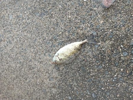 二回目のサビキでようやく初めて魚get