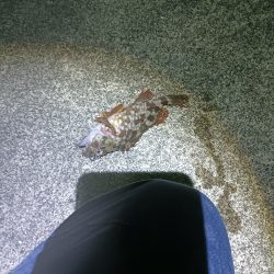 メバルの覚醒？