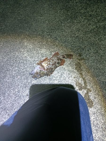 メバルの覚醒？