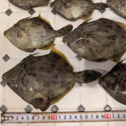 カワハギ【羽田えさ政より】