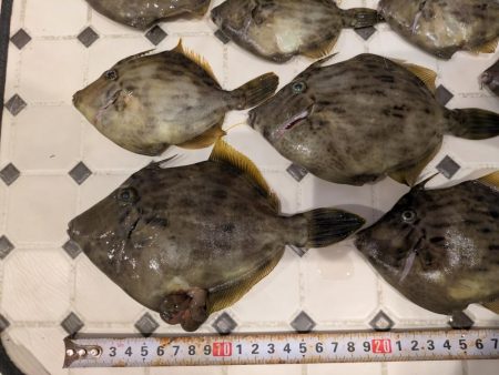 カワハギ【羽田えさ政より】