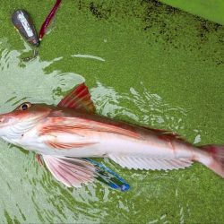 カワハギ【羽田えさ政より】