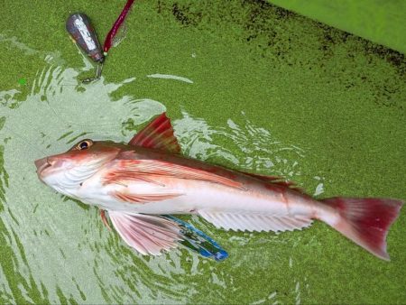 カワハギ【羽田えさ政より】