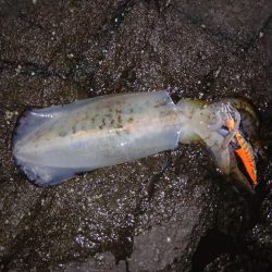 第四回2025秋エギング調査