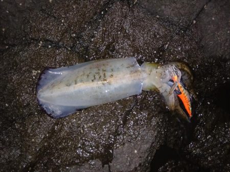 第四回2025秋エギング調査