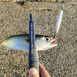 今シーズン2回目の沖堤防