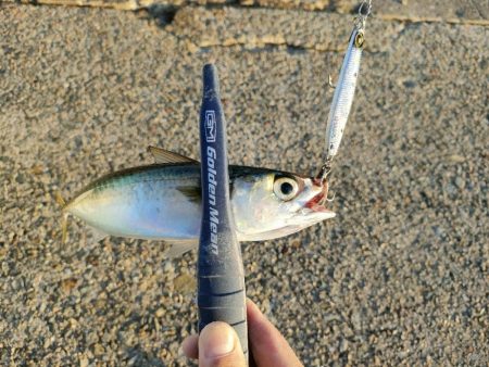 今シーズン2回目の沖堤防