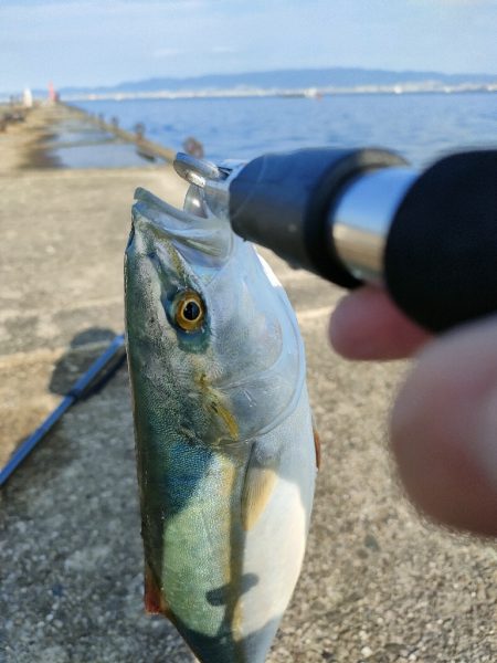 今シーズン3回目の沖堤防