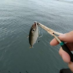 湾奥サゴシ調査