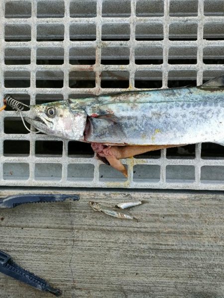 今シーズン4匹目のサゴシ