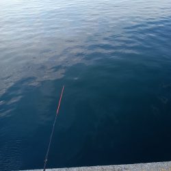 夕暮れのんびりアジ釣り