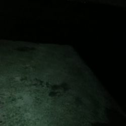 淡路◇アナゴ調査